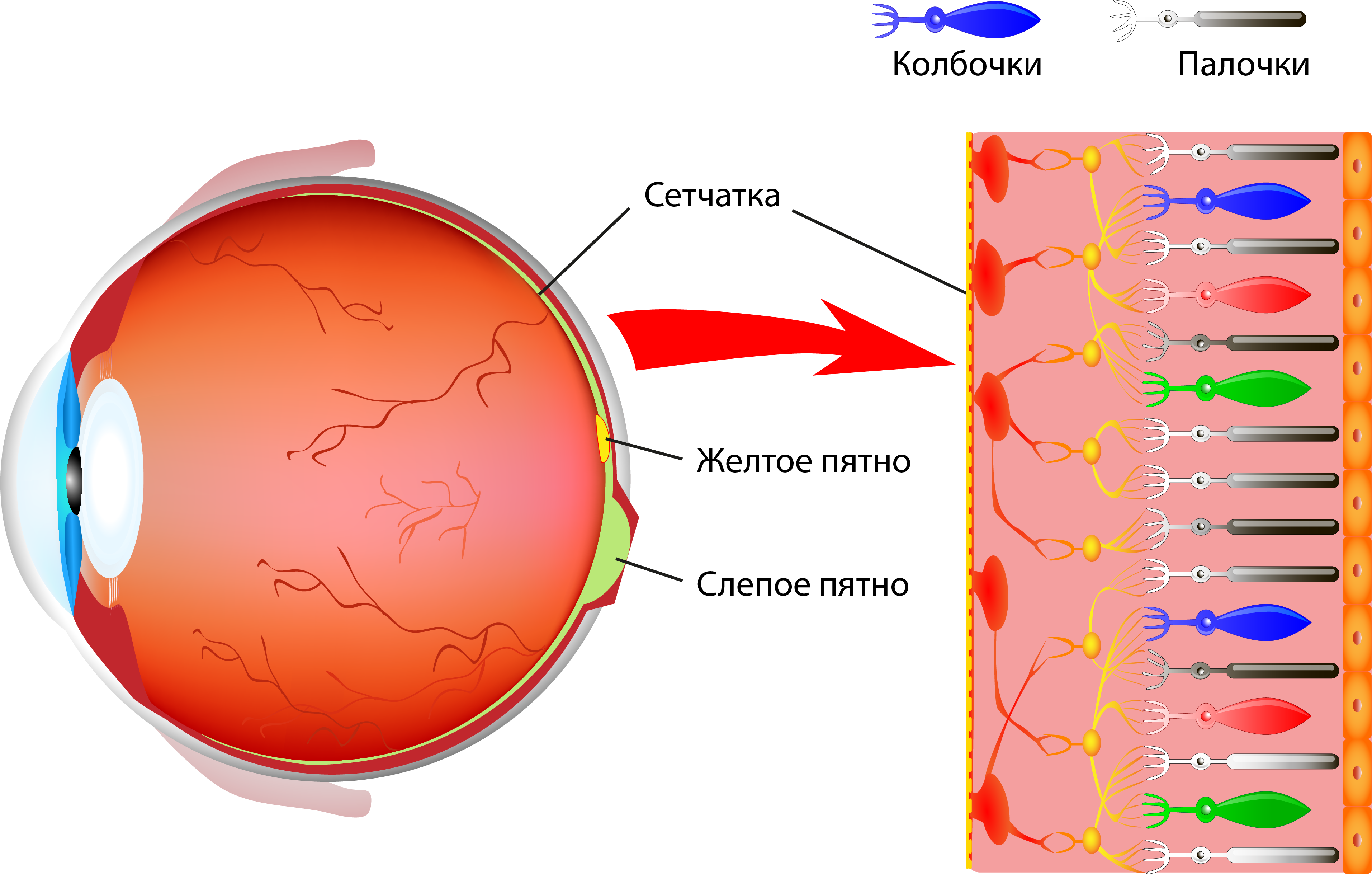 Строение глаза колбочки. Палочки и колбочки расположены в слое сетчатки. Палочки и колбочки сетчатки глаза функции и строение. Строение глаза сетчатка глаза.